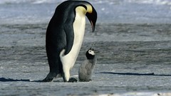 Nature Birds Penguins