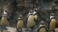 Nature Birds Penguins