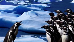 Nature Birds Penguins