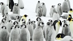 Nature Birds Penguins