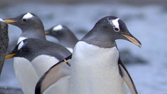 Nature Birds Penguins