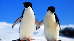 Nature Birds Penguins