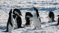 Nature Birds Penguins