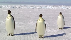 Nature Birds Penguins