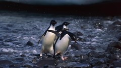 Nature Birds Penguins