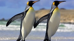Nature Birds Penguins