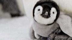 Nature Birds Penguins baby birds