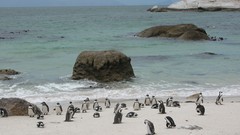 Nature Birds Penguins Beaches