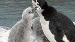 Nature Birds Penguins mozilla baby birds Chinstrap Penguins