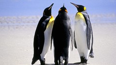 Nature Birds Penguins snow landscapes