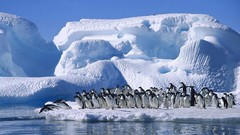 Nature Birds Penguins snow landscapes