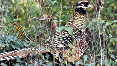 Nature Birds pheasant