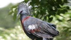 Nature Birds Pigeons