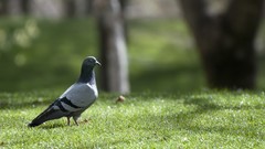 Nature Birds Pigeons