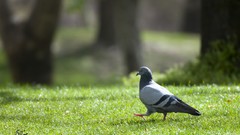 Nature Birds Pigeons
