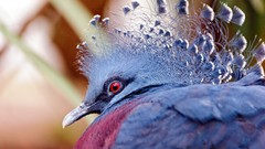 Nature Birds Pigeons Victoria Crowned Pigeon