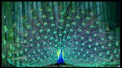 Nature Birds Plants feathers Peacocks