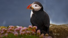 Nature Birds puffin