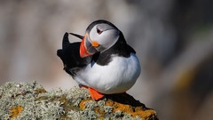 Nature Birds puffin