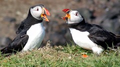 Nature Birds puffin