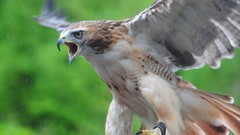 Nature Birds raptor Animals