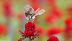 Nature Birds red flowers