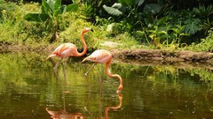 Nature Birds reflections flamingos