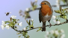 Nature Birds robins European Robin