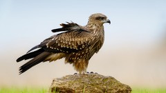 Nature Birds rocks Eagles