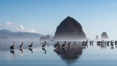 Nature Birds rocks Pelicans reflections