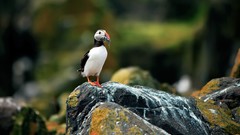 Nature Birds rocks wildlife puffin atlantic puffin depth of 