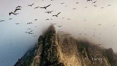 Nature Birds Scotland cliffs