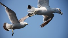 Nature Birds seagulls