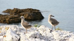 Nature Birds seagulls baby