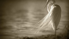 Nature Birds sepia Beaches wildlife egrets