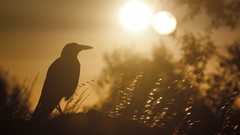Nature Birds silhouettes sunlight crows
