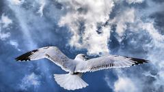 Nature Birds skyscapes