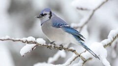 nature Birds snow winter Animals