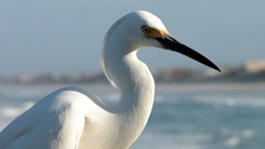 Nature Birds snowy egret