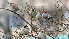 Nature Birds sparrow