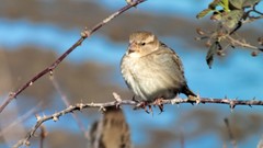 Nature Birds sparrow