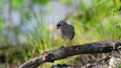 Nature Birds sparrow