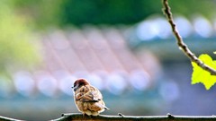 Nature Birds sparrow