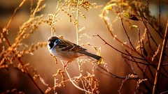 Nature Birds sparrow