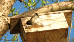 Nature Birds sparrow
