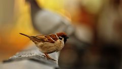 Nature Birds sparrow macro