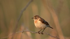 Nature Birds sparrow sitting