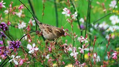 Nature Birds sparrow Wildflowers