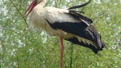 Nature Birds storks