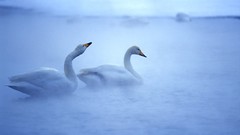 Nature Birds Swans